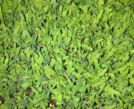 法兰西菊/木茼蒿